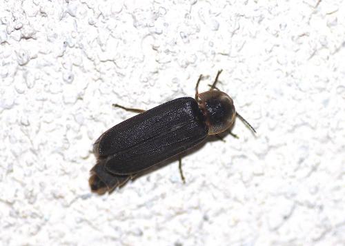 Réf. 234 526 : Lampyris noctiluca